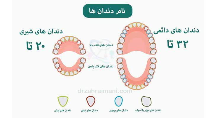 رویش دندان شیری و دائمی