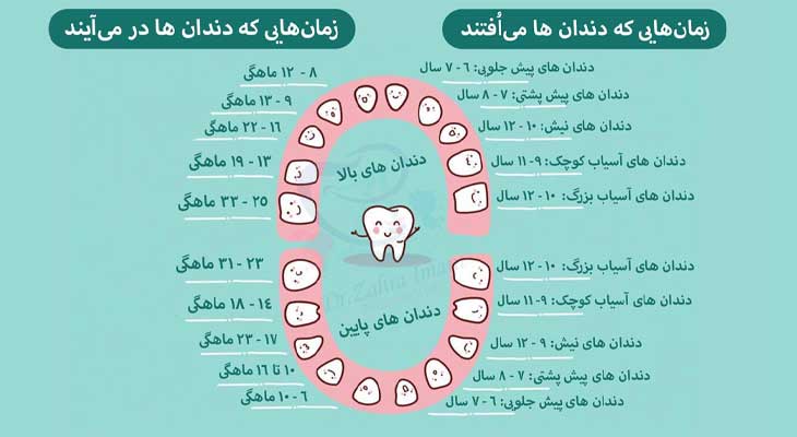 رویش دندان شیری و دائمی